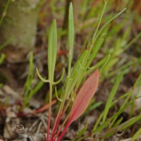 Rumex acetosella L.